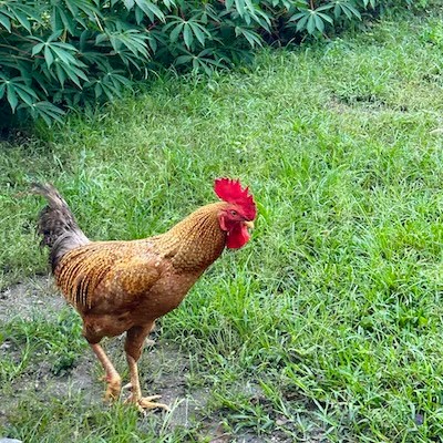 The Essential Homesteader’s Chicken Library, shows a rooster in a backyard