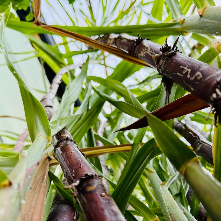Sugar cane plant after light rain, seen from below with visible ski and light