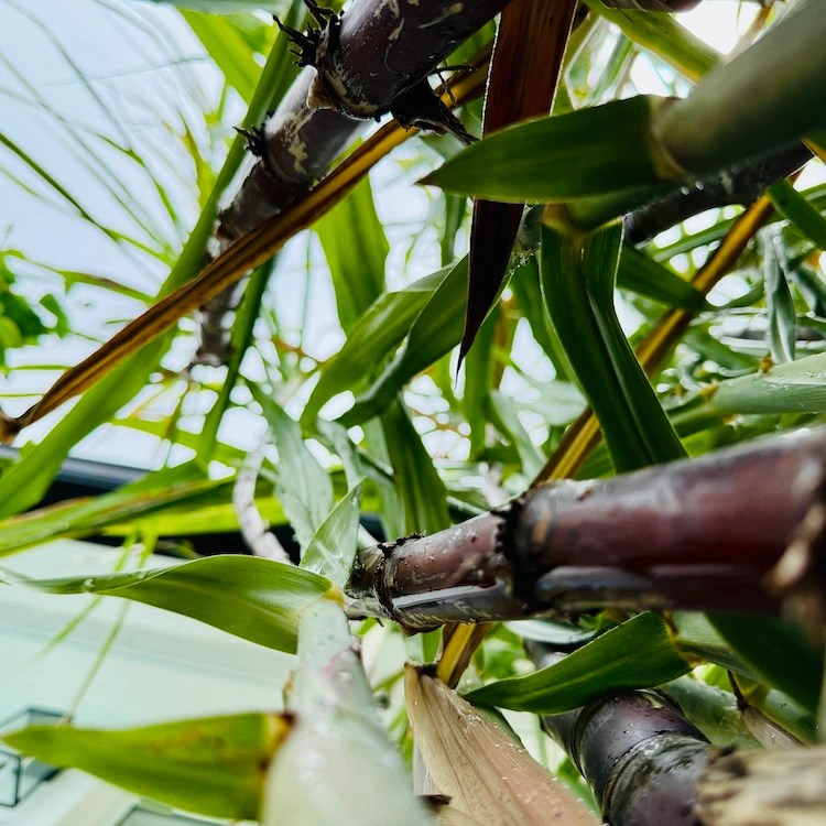Sugar cane plant after light rain, seen from below with visible ski
