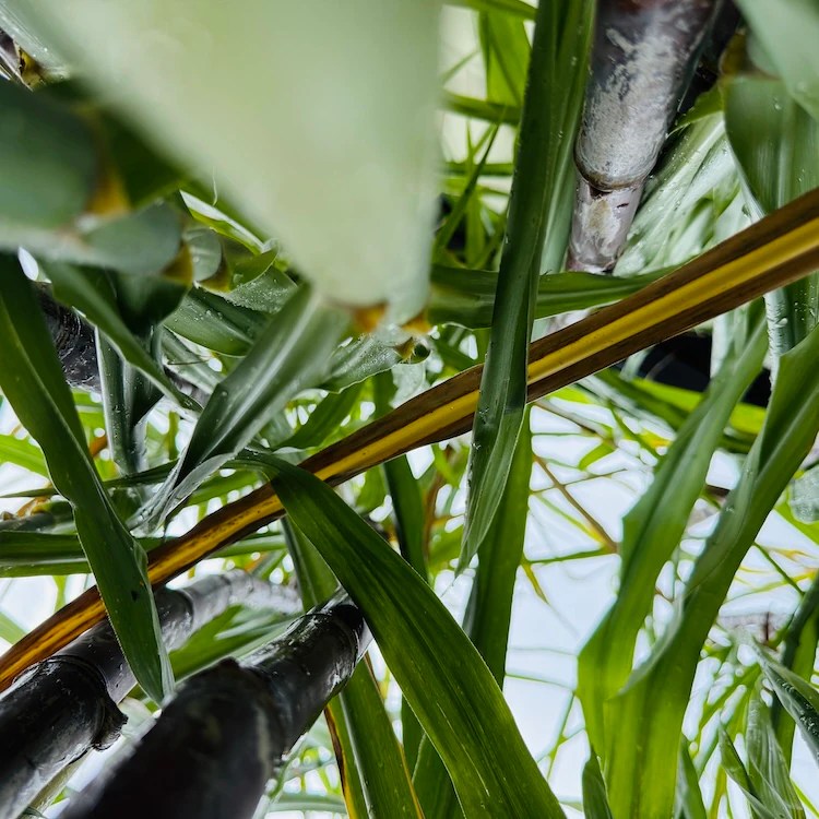 Sugar cane plant after light rain, seen from below