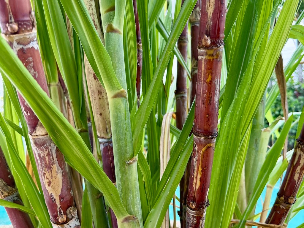 Sugar cane plant after light rain
