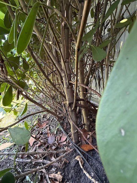 Wirefy’s 12/2 Low Voltage Landscape Wire Installed after 5 month, my handy work... Cable on Clusia tree.