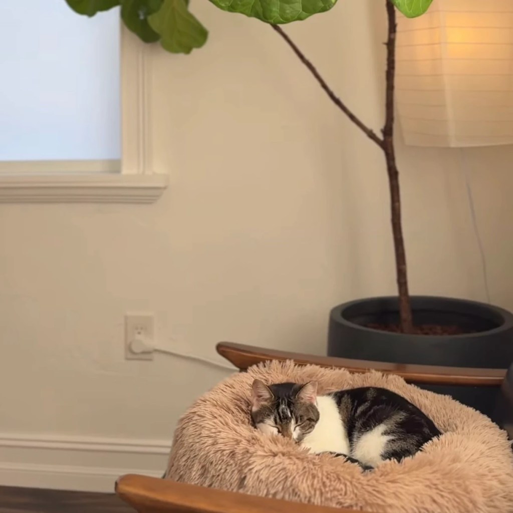 Bedsure Calming Cat Bed, momo
